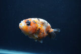 Juvenile Ranchu  3.5 Inch (ID#1227R9b-51) Free2Day SHIPPING