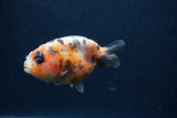 Juvenile Ranchu  3.5 Inch (ID#1227R9b-51) Free2Day SHIPPING