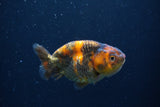 Juvenile Ranchu  3.5 Inch (ID#1227R9b-52) Free2Day SHIPPING