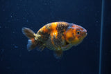 Juvenile Ranchu  3.5 Inch (ID#1227R9b-52) Free2Day SHIPPING