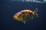 Juvenile Ranchu  3.5 Inch (ID#1227R9b-52) Free2Day SHIPPING