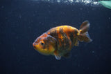 Juvenile Ranchu  3.5 Inch (ID#1227R9b-52) Free2Day SHIPPING