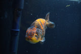 Juvenile Ranchu  3.5 Inch (ID#1227R9b-52) Free2Day SHIPPING