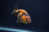 Juvenile Ranchu  3.5 Inch (ID#1227R9b-52) Free2Day SHIPPING