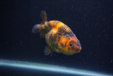 Juvenile Ranchu  3.5 Inch (ID#1227R9b-52) Free2Day SHIPPING