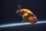 Juvenile Ranchu  3.5 Inch (ID#1227R9b-52) Free2Day SHIPPING