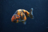 Juvenile Ranchu  3 Inch (ID#1227R9b-53) Free2Day SHIPPING