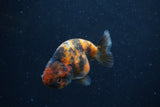 Juvenile Ranchu  3 Inch (ID#1227R9b-53) Free2Day SHIPPING