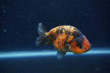 Juvenile Ranchu  3 Inch (ID#1227R9b-53) Free2Day SHIPPING