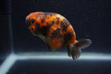 Juvenile Ranchu  3 Inch (ID#1227R9b-53) Free2Day SHIPPING