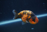 Juvenile Ranchu  3 Inch (ID#1227R9b-53) Free2Day SHIPPING