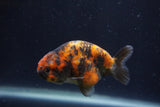 Juvenile Ranchu  3 Inch (ID#1227R9b-53) Free2Day SHIPPING