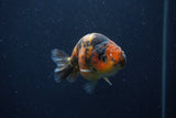 Juvenile Ranchu  3 Inch (ID#1227R9b-53) Free2Day SHIPPING