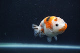 Juvenile Ranchu  3.5 Inch (ID#1227R9b-54) Free2Day SHIPPING