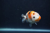 Juvenile Ranchu  3.5 Inch (ID#1227R9b-54) Free2Day SHIPPING