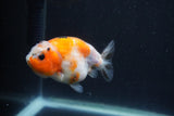 Juvenile Ranchu  3.5 Inch (ID#1227R9b-54) Free2Day SHIPPING