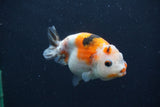 Juvenile Ranchu  3.5 Inch (ID#1227R9b-54) Free2Day SHIPPING