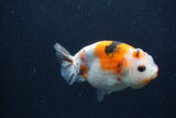 Juvenile Ranchu  3.5 Inch (ID#1227R9b-54) Free2Day SHIPPING