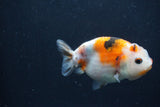 Juvenile Ranchu  3.5 Inch (ID#1227R9b-54) Free2Day SHIPPING