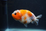 Juvenile Ranchu  3.5 Inch (ID#1227R9b-54) Free2Day SHIPPING