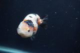 Juvenile Ranchu  3.5 Inch (ID#1227R9b-55) Free2Day SHIPPING