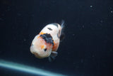 Juvenile Ranchu  3.5 Inch (ID#1227R9b-55) Free2Day SHIPPING