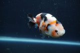 Juvenile Ranchu  3.5 Inch (ID#1227R9b-55) Free2Day SHIPPING