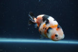 Juvenile Ranchu  3.5 Inch (ID#1227R9b-55) Free2Day SHIPPING