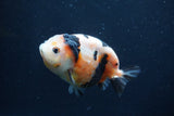 Juvenile Ranchu  3.5 Inch (ID#1227R9b-55) Free2Day SHIPPING