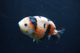 Juvenile Ranchu  3.5 Inch (ID#1227R9b-55) Free2Day SHIPPING