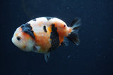 Juvenile Ranchu  3.5 Inch (ID#1227R9b-55) Free2Day SHIPPING