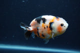 Juvenile Ranchu  3.5 Inch (ID#1227R9b-55) Free2Day SHIPPING