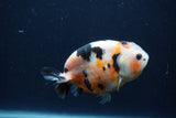 Juvenile Ranchu  3.5 Inch (ID#1227R9b-55) Free2Day SHIPPING