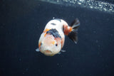 Juvenile Ranchu  3.5 Inch (ID#1227R9b-55) Free2Day SHIPPING