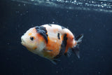 Juvenile Ranchu  3.5 Inch (ID#1227R9b-55) Free2Day SHIPPING