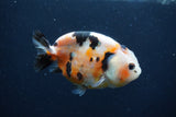 Juvenile Ranchu  3.5 Inch (ID#1227R9b-55) Free2Day SHIPPING