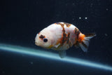 Juvenile Ranchu  Calico 3.5 Inch (ID#1231R9b-44) Free2Day SHIPPING