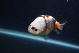 Juvenile Ranchu  Calico 3.5 Inch (ID#1231R9b-44) Free2Day SHIPPING