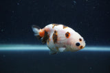 Juvenile Ranchu  Calico 3.5 Inch (ID#1231R9b-44) Free2Day SHIPPING