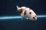 Juvenile Ranchu  Calico 3.5 Inch (ID#1231R9b-44) Free2Day SHIPPING