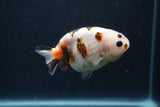 Juvenile Ranchu  Calico 3.5 Inch (ID#1231R9b-44) Free2Day SHIPPING