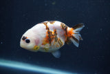 Juvenile Ranchu  Calico 3.5 Inch (ID#1231R9b-44) Free2Day SHIPPING