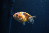 Juvenile Ranchu  Calico 3 Inch (ID#1231R9b-45) Free2Day SHIPPING