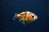 Juvenile Ranchu  Calico 3 Inch (ID#1231R9b-45) Free2Day SHIPPING