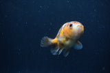 Juvenile Ranchu  Calico 3 Inch (ID#1231R9b-45) Free2Day SHIPPING