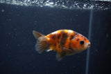 Juvenile Ranchu  Calico 3 Inch (ID#1231R9b-45) Free2Day SHIPPING