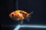 Juvenile Ranchu  Calico 3 Inch (ID#1231R9b-45) Free2Day SHIPPING