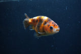 Juvenile Ranchu  Calico 3 Inch (ID#1231R9b-45) Free2Day SHIPPING