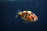 Juvenile Ranchu  Calico 3 Inch (ID#1231R9b-45) Free2Day SHIPPING