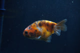 Juvenile Ranchu  Calico 3 Inch (ID#1231R9b-45) Free2Day SHIPPING